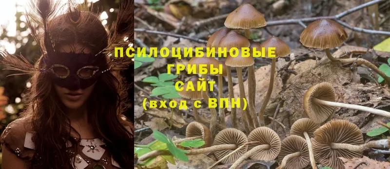 Галлюциногенные грибы Psilocybine cubensis  гидра маркетплейс  Ковдор  купить  сайты 